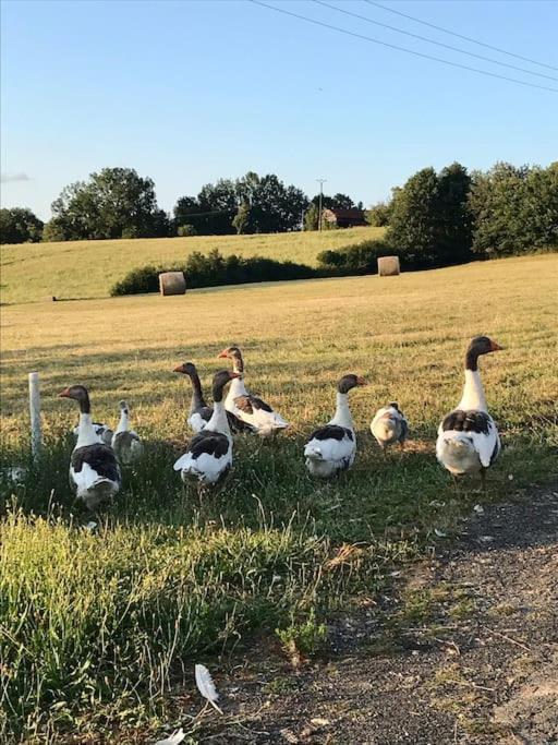 « Le Vieux Hangar » Gite A La Ferme Truffe Extérieur photo